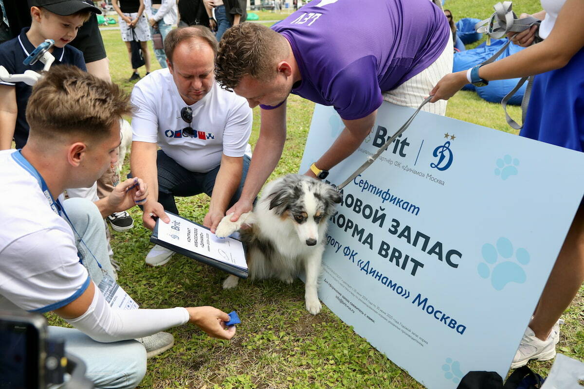 La ovejera australiana Daisy será la mascota del "Dynamo" en la temporada 2024/25. | Las noticias del FC Dynamo Moscú