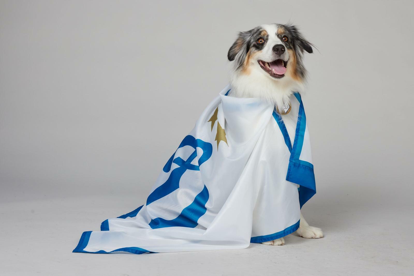 Dynamo AmbassaDOG